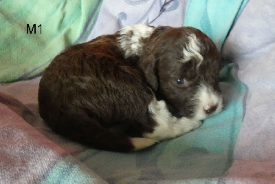 Du Mas Des Lagottines - Lagotto Romagnolo - Portée née le 10/05/2024