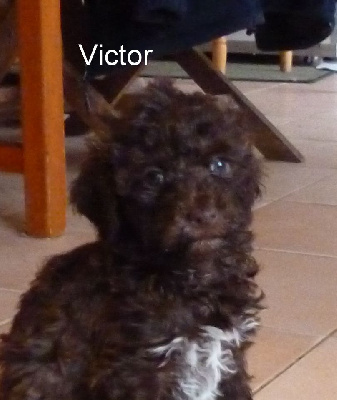 CHIOT 5 Victor