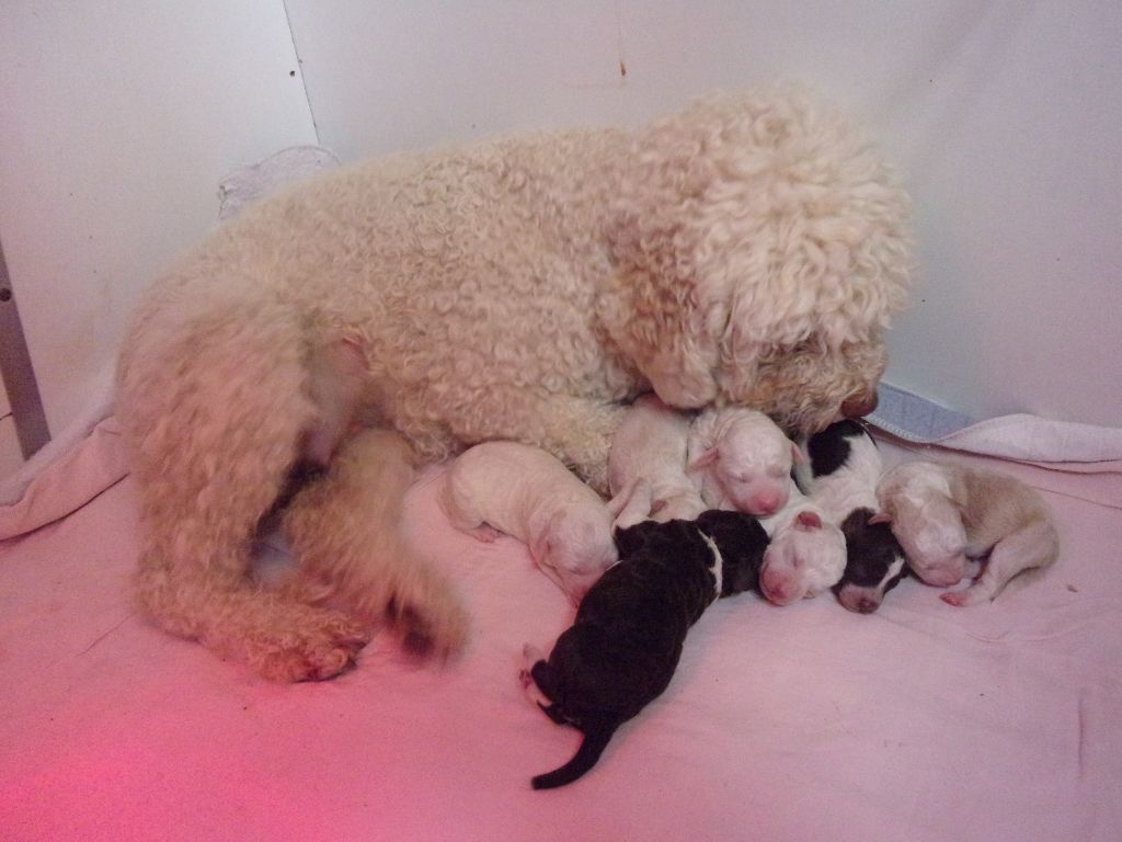 Chiot Lagotto Romagnolo Du Mas Des Lagottines